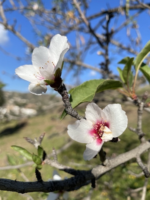 Springtime in Almáchar with | Casa de Luz™